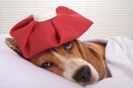 Cute Sick Dog