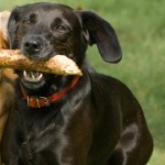 twodogsonestickfeatured