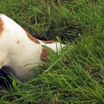 tracking_dog_featured tracking_dog_featured