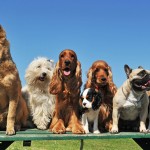 nine dogs
