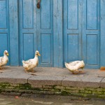 Row of Ducks Row of Ducks